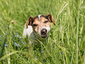 Sodbrennen beim Hund –  Wenn der Magen sauer wird