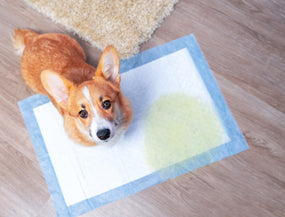 Inkontinenz beim Hund:  Wenn der Körper nicht mehr gehorcht – und wie du helfen kannst