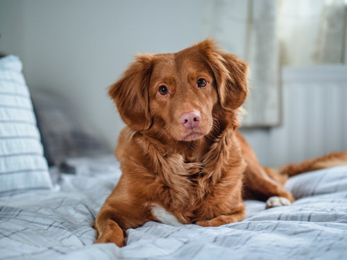 Ergänzungsfuttermittel für Hunde: Anwendungsdauer & Dosierung