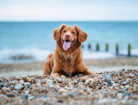 Vom Humpeln zu Happy – Kreuzbandriss beim Hund erkennen, behandeln und vorbeugen