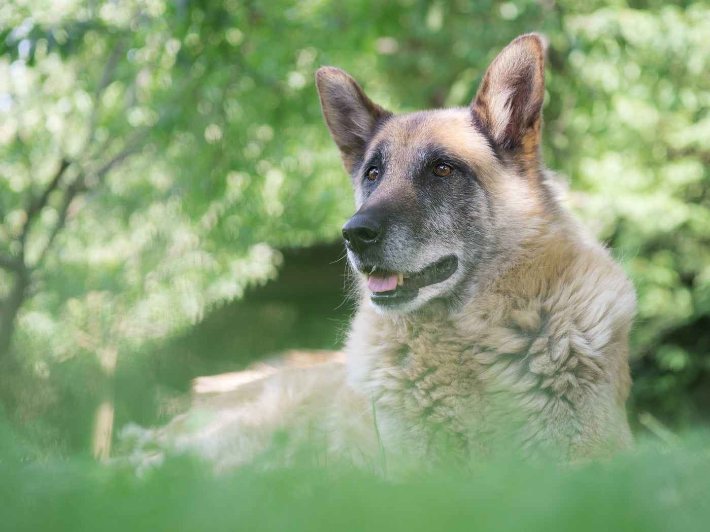alter Hund