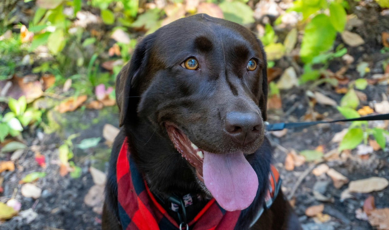 Wenn dein Hund ständig hechelt – was dahintersteckt und wie du helfen kannst