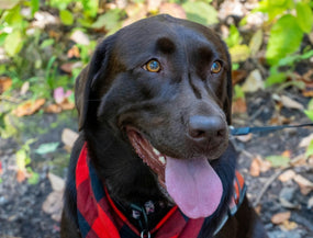 Wenn dein Hund ständig hechelt – was dahintersteckt und wie du helfen kannst