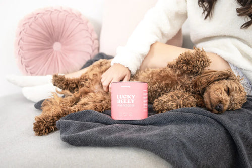 Lucky Belly Dose liegt an einem Hund dran