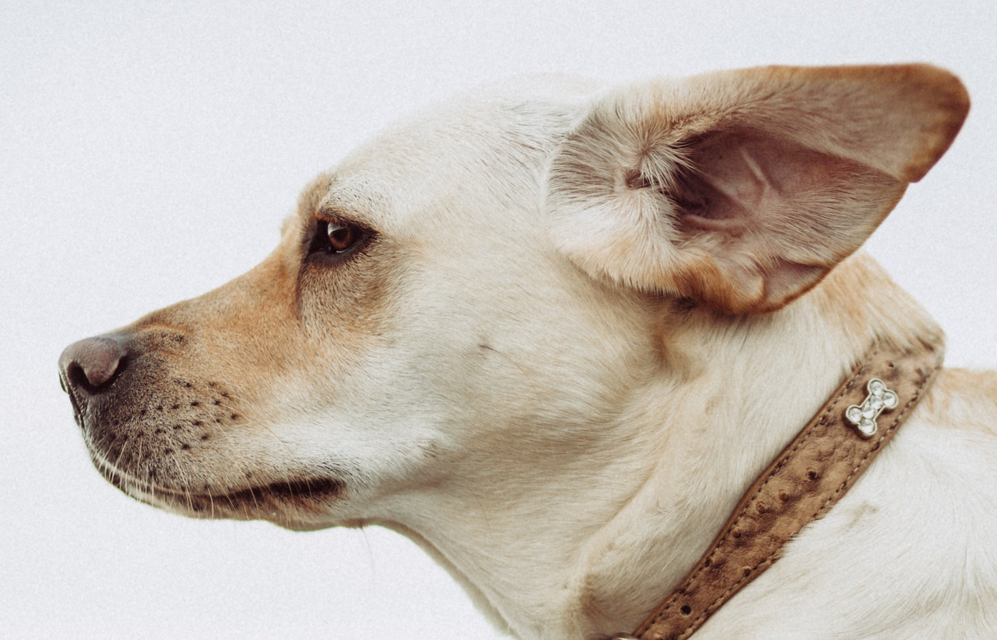 Wenn's im Ohr krabbelt: Ohrmilben beim Hund erkennen und loswerden