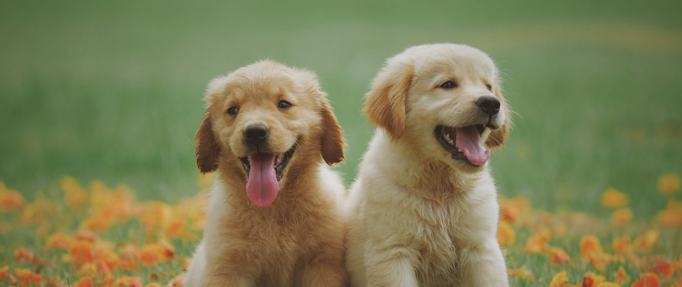 Zahnwechsel beim Hund: Ablauf, Symptome und hilfreiche Tipps