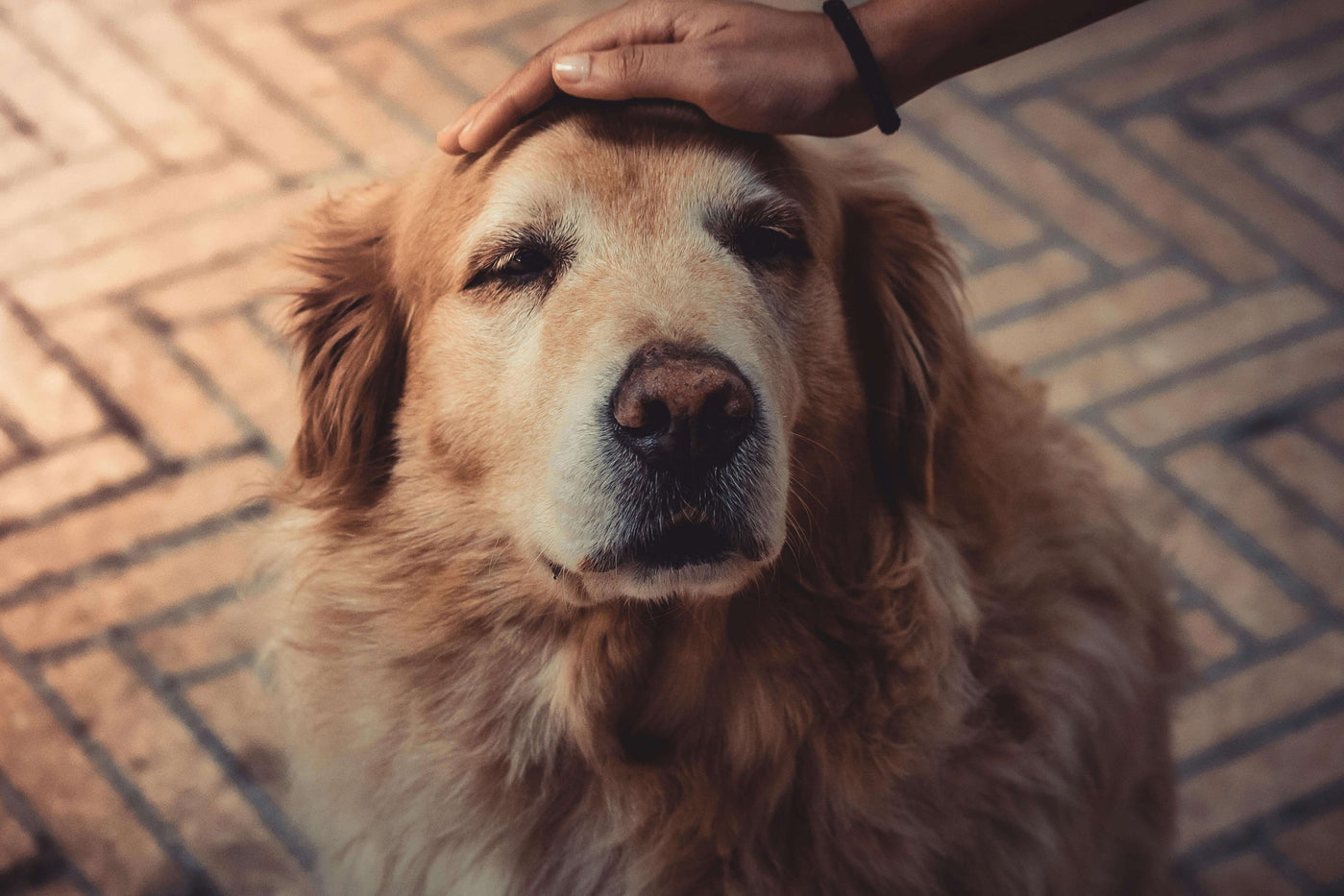 Wie alt werden Hunde? So kannst du die Lebenserwartung deines Hundes erhöhen