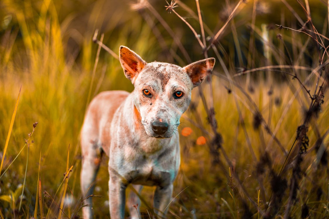 Zecken entfernen beim Hund: So wirst du die Plagegeister sicher los
