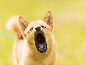 Hund bellt ständig – warum das so ist und wie du ihm helfen kannst