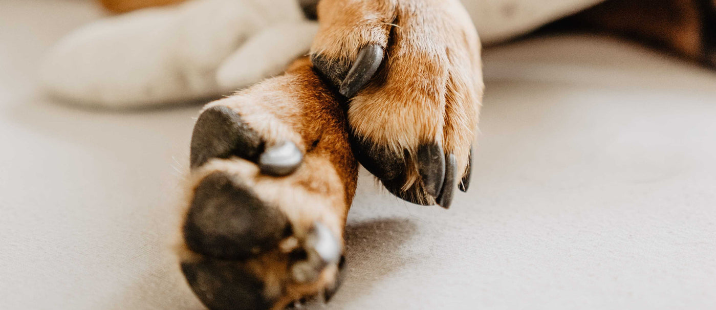 Krallenbettentzündung beim Hund: Erkennen und behandeln