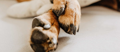 Krallenbettentzündung beim Hund: Erkennen und behandeln