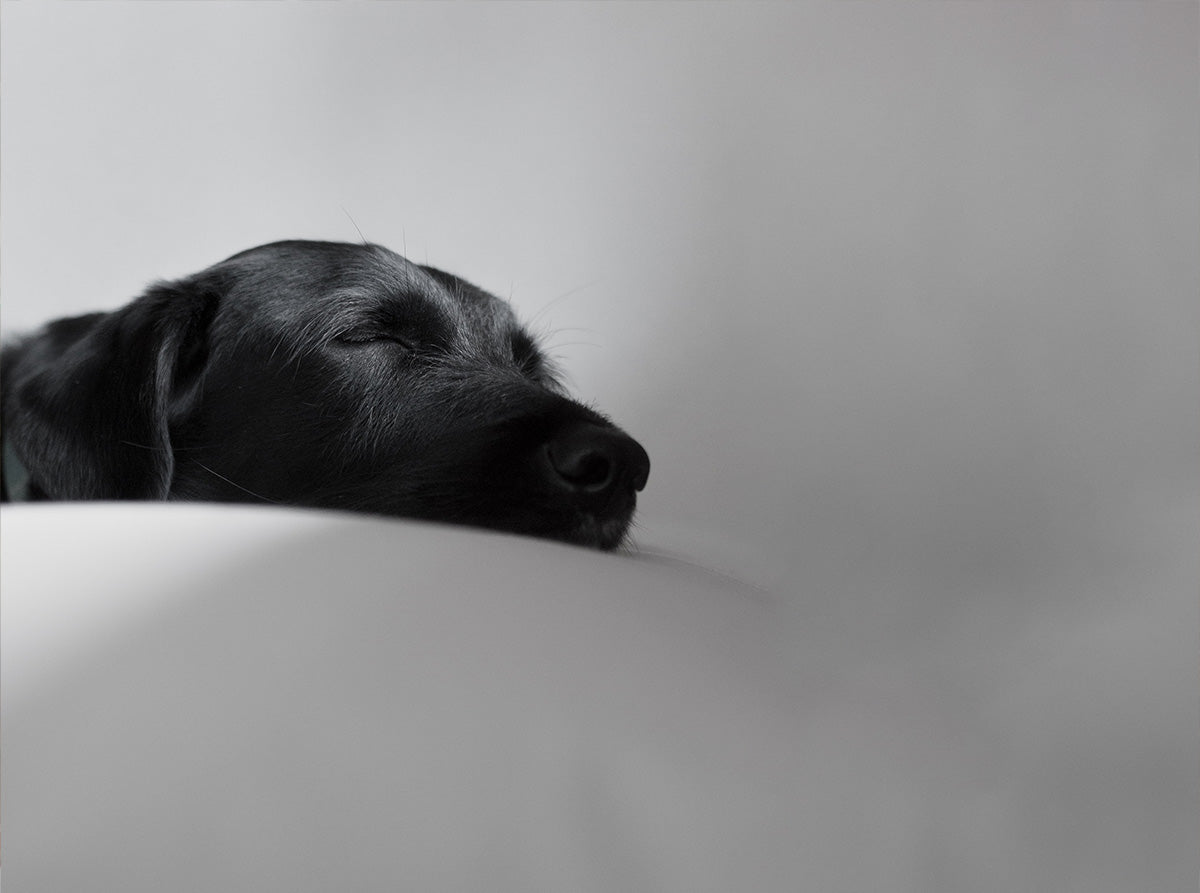 Silvester mit Hund: Beruhigungsmittel, Tipps und Tricks für einen stressfreien Jahreswechsel