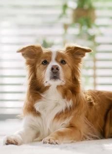 Du willst deinem Hund ein gesundes Leben schenken?