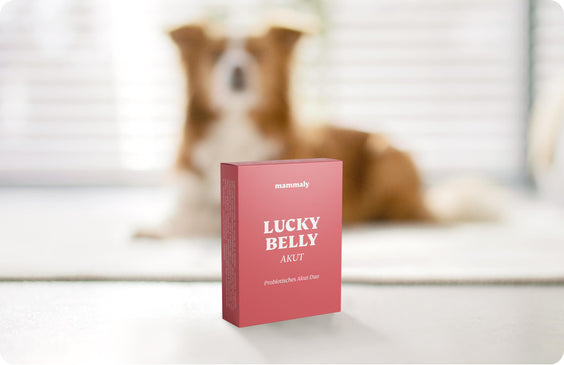 Lucky Belly Akut - mammaly