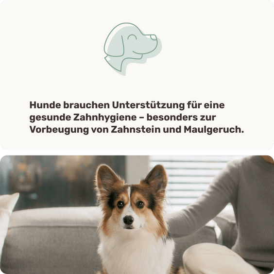 Dentalspray für Hunde Easy Fresh Hintergrundwissen