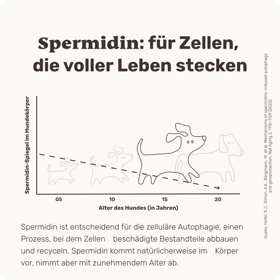 Hunde Zellpowersnack Long Life Spermidin