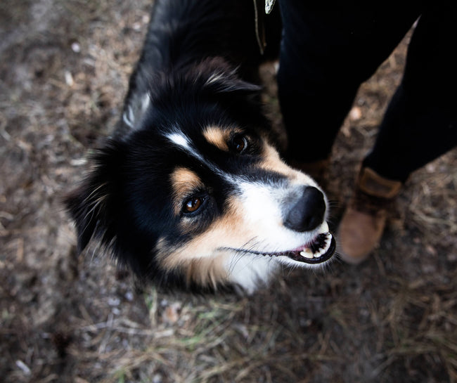Doggo