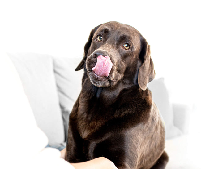 Doggo