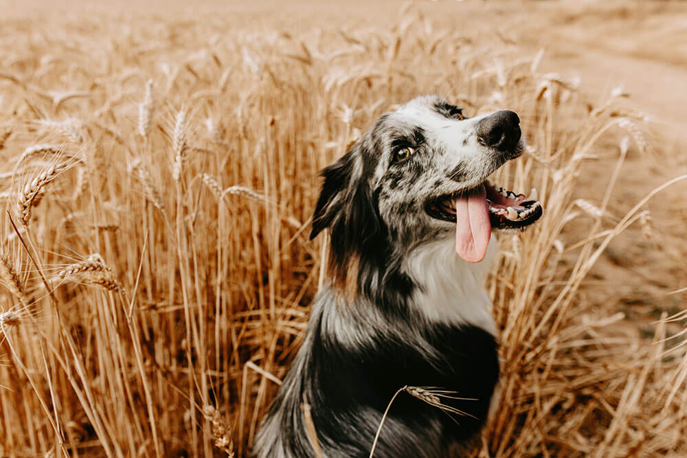 Hund hechelt auf einem Feld mit Getreide