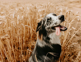 Hund hechelt auf einem Feld mit Getreide