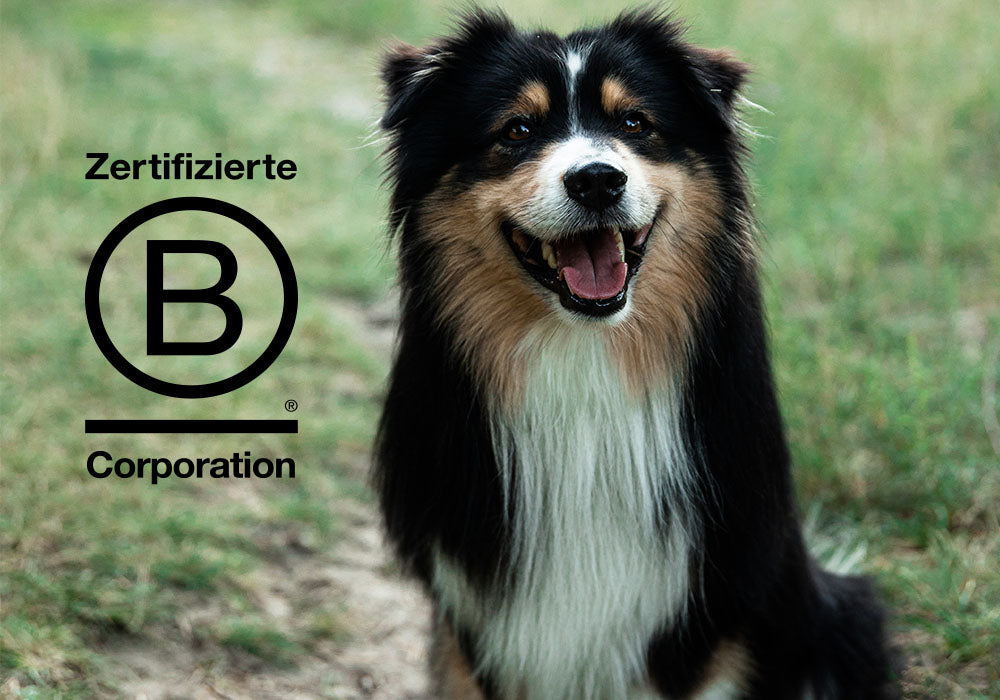 Hund lächelt und B-Corp Zertifikat daneben