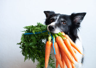 Hund mit mehreren Karotten im Maul