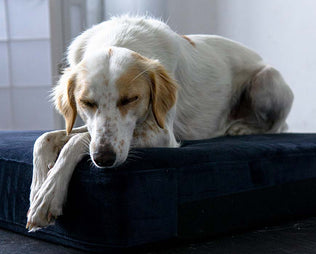 Perversion intellektuel tit Baldrian für Hunde: Dosierung & Wirkung | mammaly