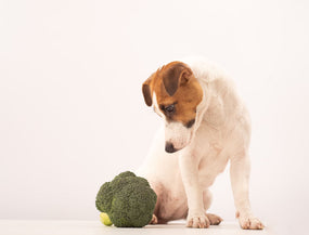 Hunde mit Brokkoli als gesunde Zutat