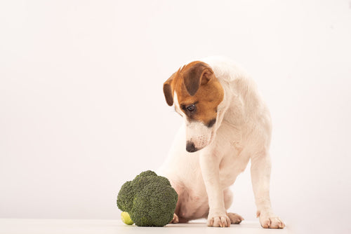 Hunde mit Brokkoli als gesunde Zutat