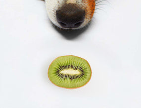Dürfen Hunde Kiwi essen? Ja!