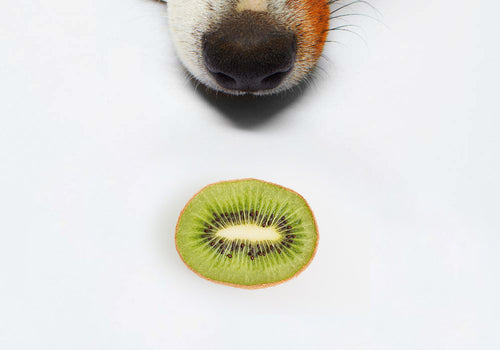 Dürfen Hunde Kiwi essen? Ja!