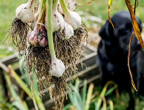 Dürfen Hund Knoblauch essen? Hier eine Knolle Knoblauch