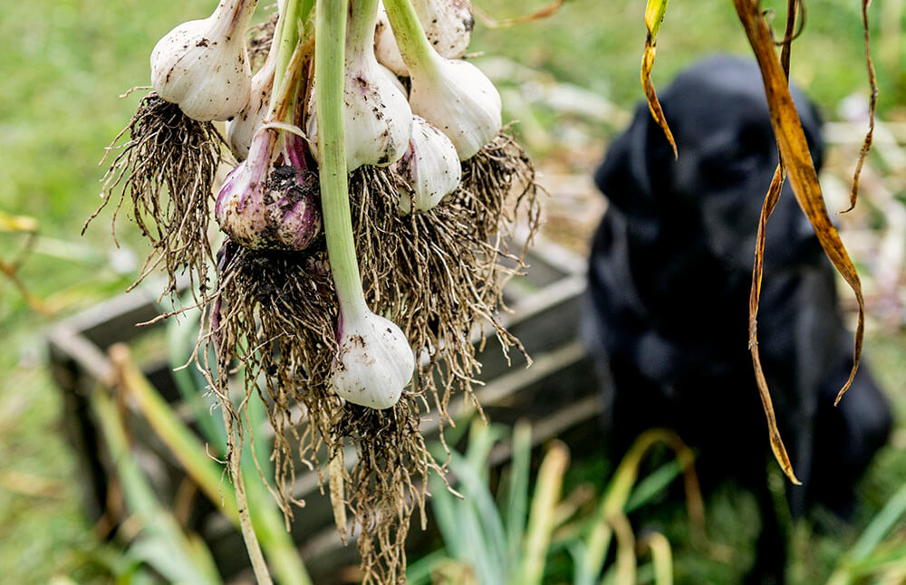 Dürfen Hund Knoblauch essen? Hier eine Knolle Knoblauch