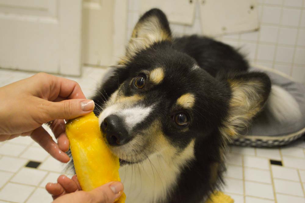 Ein Hund beim Essen einer reifen Mango