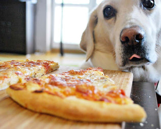 Hund vor einem Pizza-Stück mit Mozzarella