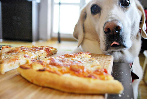 Hund vor einem Pizza-Stück mit Mozzarella
