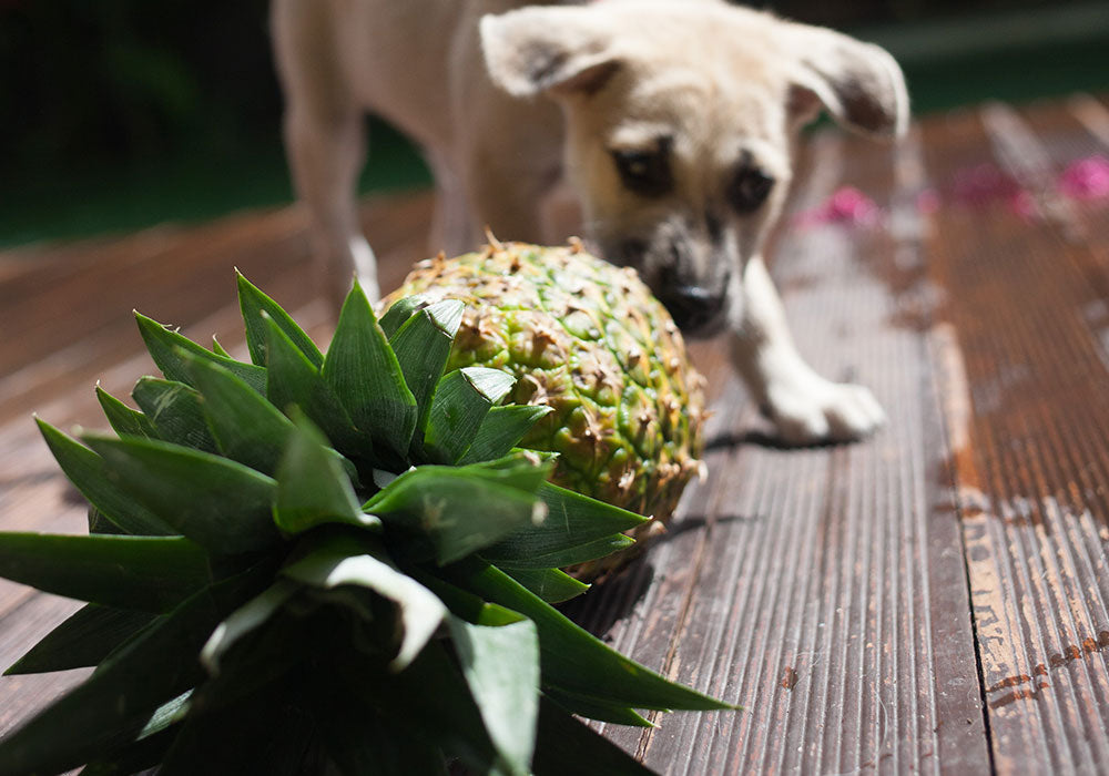 Hund schnuppert an einer Ananas