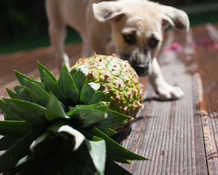 Hund schnuppert an einer Ananas