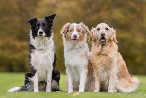Mittelgroße Hunderassen: Diese Rassen solltest du kennen!