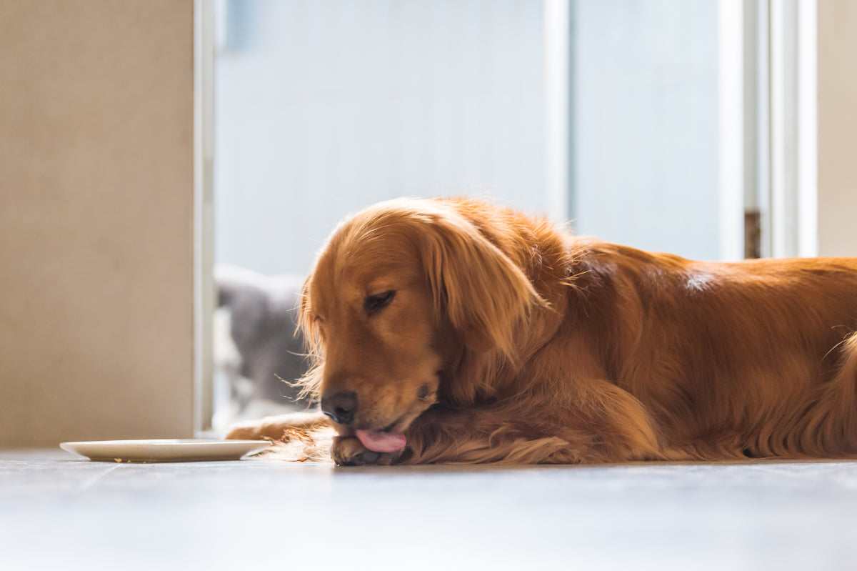 Trockene Haut bei Hunden – die typischen Ursachen und wirksame Tipps