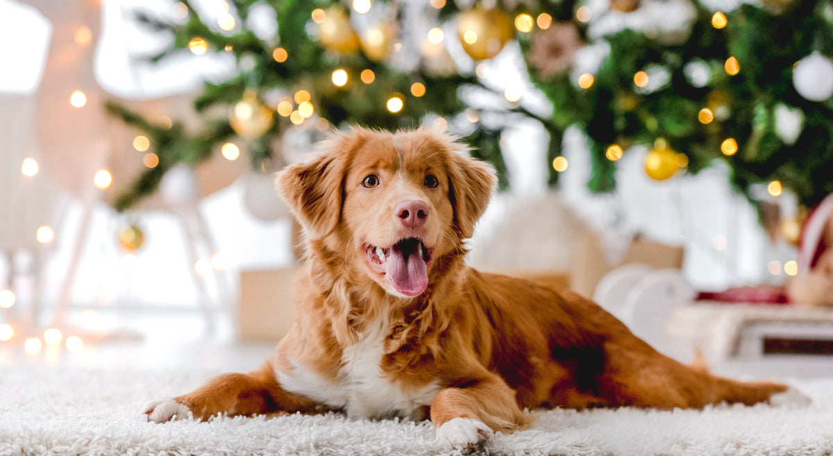 Geschenkideen für Hundebesitzer:  15 liebevolle Ideen. Für frohe Waunachten.