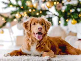 Geschenkideen für Hundebesitzer:  15 liebevolle Ideen. Für frohe Waunachten.
