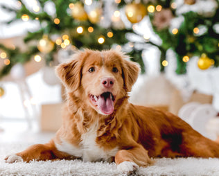 Geschenkideen für Hundebesitzer:  15 liebevolle Ideen. Für frohe Waunachten.