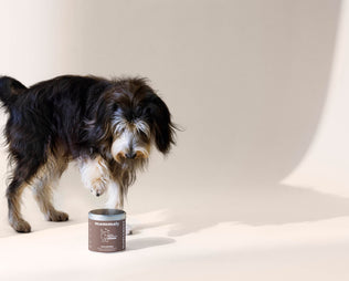 Wenn der Hund Schlitten fährt: Was hinter dem Rutschen über den Boden steckt