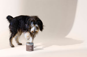 Wenn der Hund Schlitten fährt: Was hinter dem Rutschen über den Boden steckt