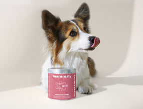 Durchfall beim Hund – Das musst du wissen