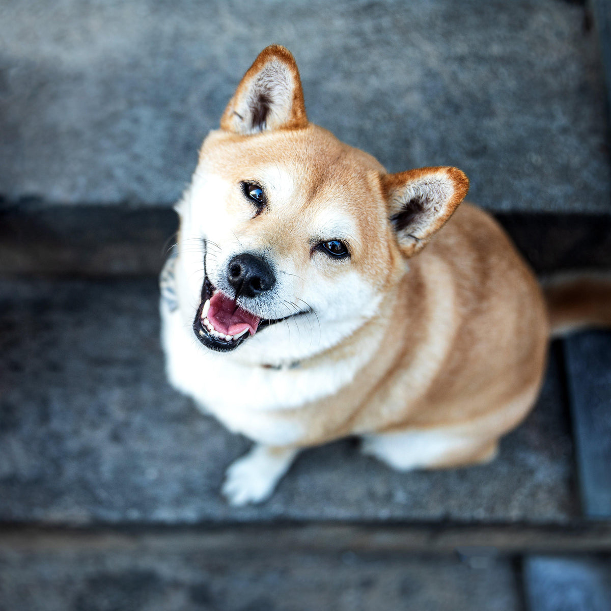 Lächelnder Hund ohne Zahnstein