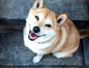 Lächelnder Hund ohne Zahnstein