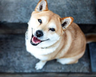 Lächelnder Hund ohne Zahnstein