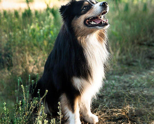 Kann mein Hund sich erkälten? mammaly Ratgeber